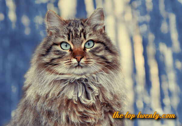 Sibirische Katze beliebte Katzenrasse